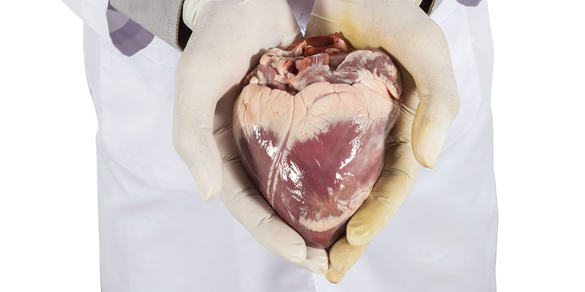 AdobeStock 118367401HEART 1200 x 600