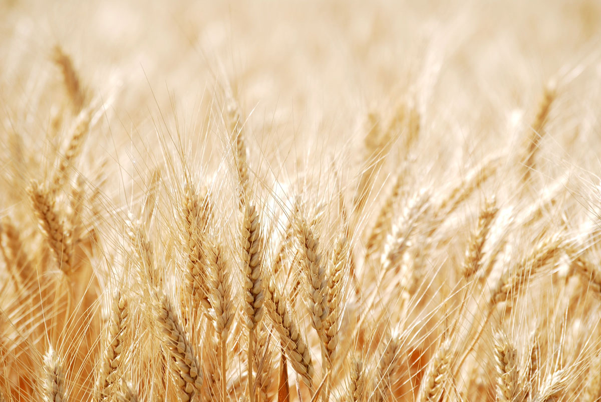 AdobeStock 15420762WHEAT