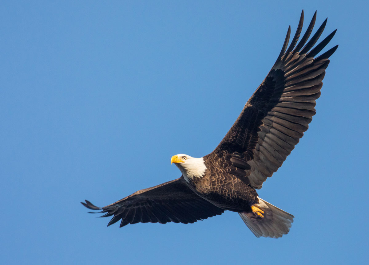 AdobeStock 155258329EAGLE