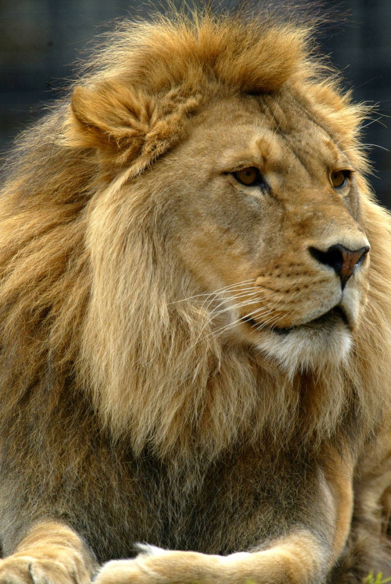 AdobeStock 5473570LION