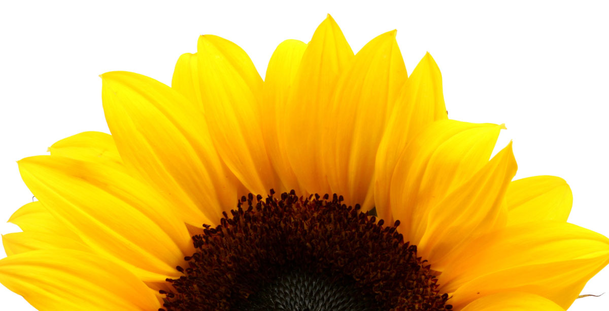 AdobeStock 743300SUNFLOWER