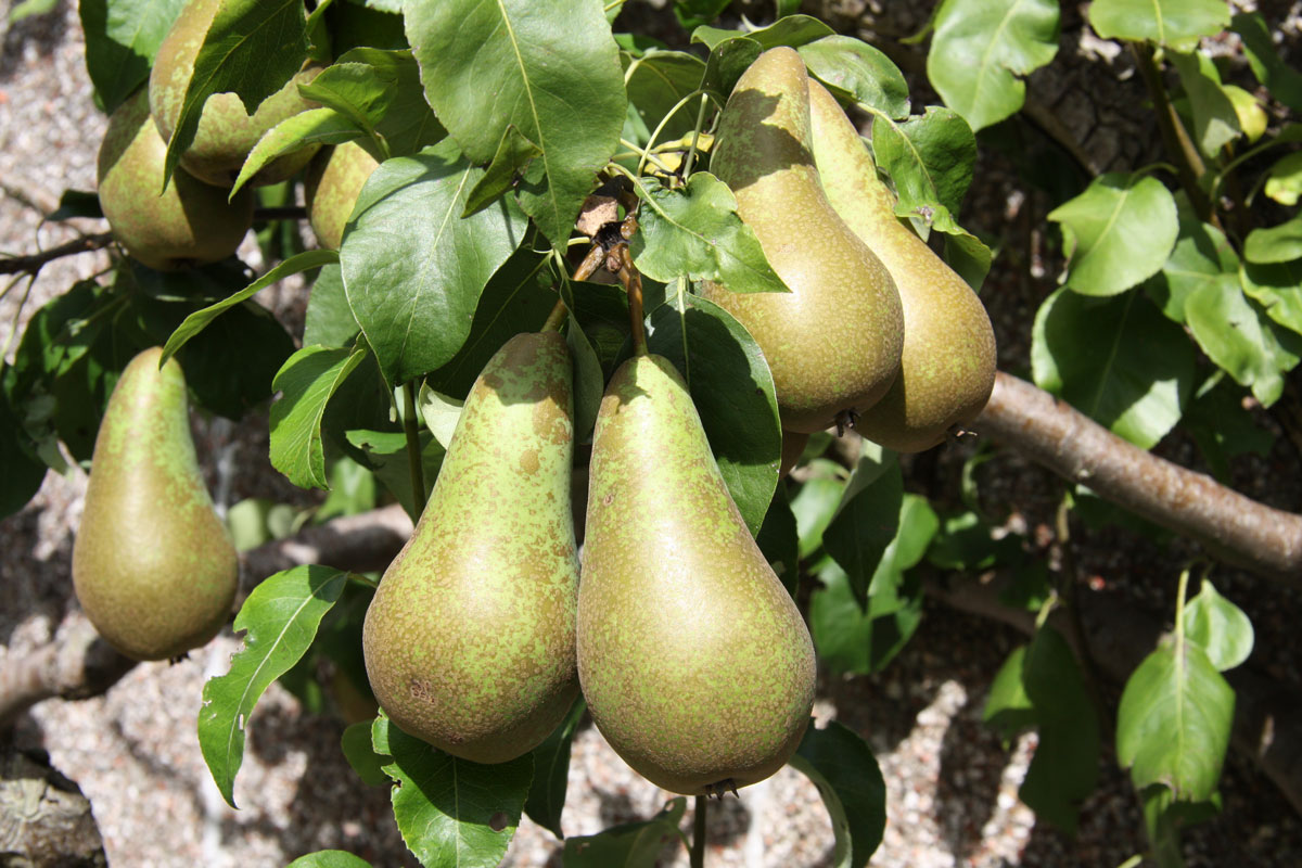 IMG 0315PEARS