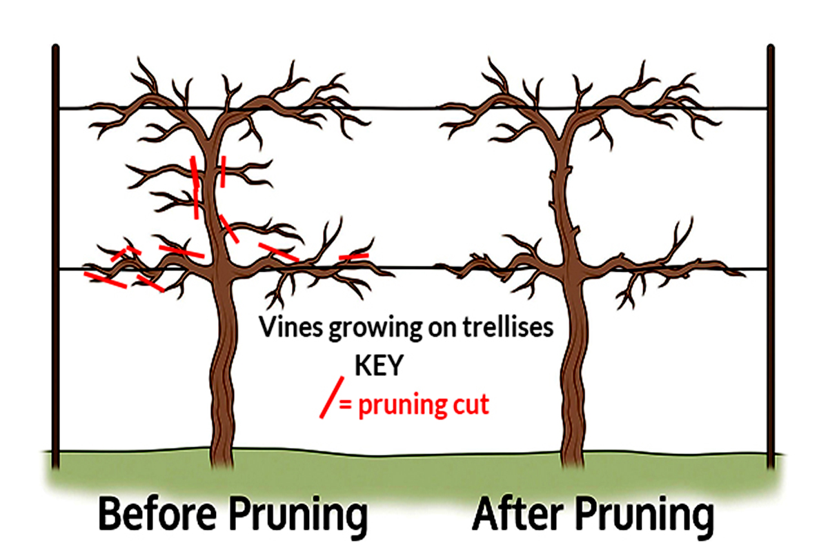 Kniffen Method of pruning grapevines