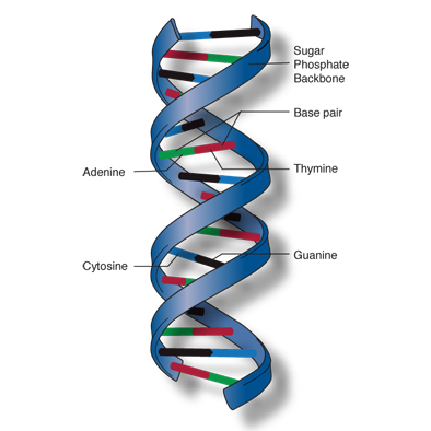 double helix sm