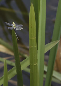 dragonfly on leaf