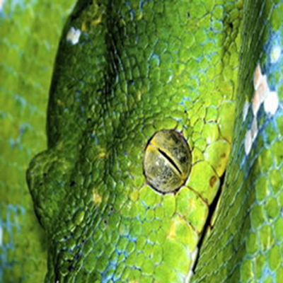 fotolia 1356243 snakeSQUARE