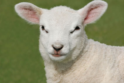 fotolia 2948386 XSLamb