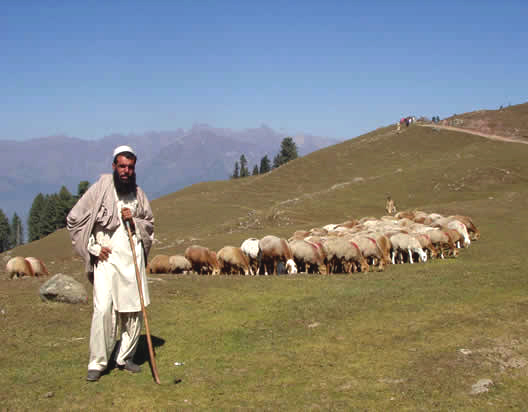 shepherd in east