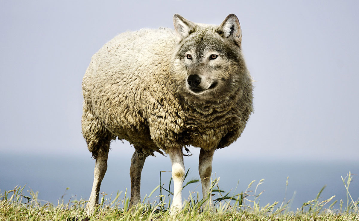 wolf in sheeps clothing 2577813 1920